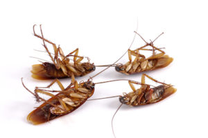 four dead cockroaches