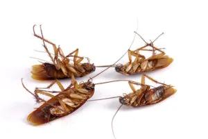 image of four dead cockroaches