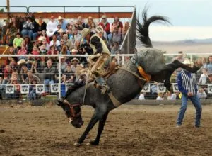 Image of rodeo rider